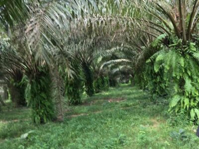 Vegetable oil production factory