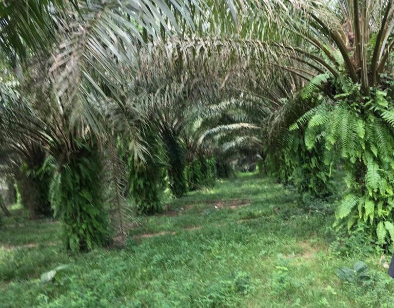 Vegetable oil production factory