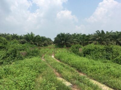 Vegetable oil production factory