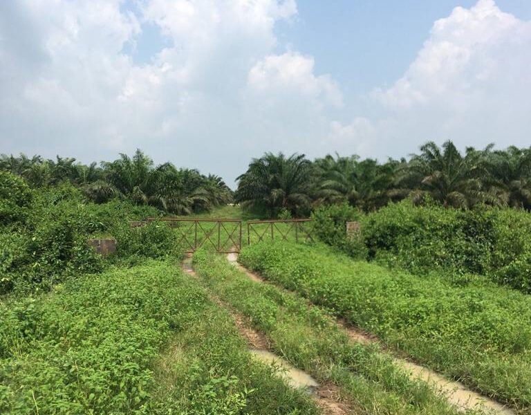 Vegetable oil production factory